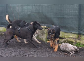 BATMAN-schüchterner Held auf 4 Pfoten sucht dich und sein Zuhause
