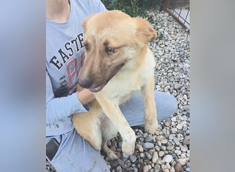 PEANUT - sucht sein " Für-immer- Zuhause"