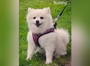 Ronny sucht versierte/n Trainingspartner/in