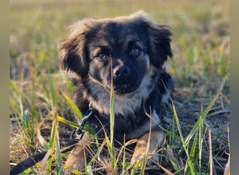Kleine, feine ♥Roma♥ auf Körbchensuche