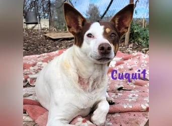 Cuqui1 06/2019 (ESP) - entspannte und liebe kleine Ratonero Bodeguero Andaluz Hündin!