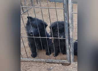 LENZI❤️unser kroat. Schäferhund-Mix-Rüde ist ein wahrer Sonnenschein!