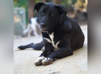 Nola sucht ein Zuhause