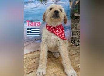 Tara, geb.01/25 - aufgeschlossenes Hundemädchen sucht ihre Familie