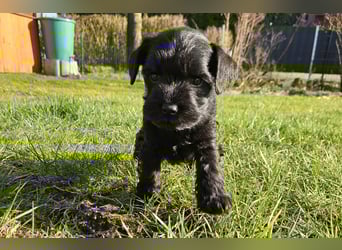 Zwergschnauzer Welpe schwarz Hündin