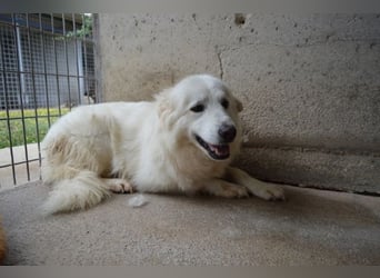 Calista - Nach 10 Jahren Haft endlich ein Zuhause, bitte