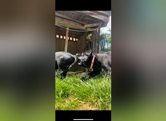 1 Labrador Retriever Weibchen Welpe mit Ahnenpass, Eltern HD, ED, PL, OCD, Augen und Genetisch frei