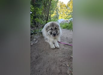 Max – Jung, klug, loyal