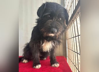 zarte Hundeseele KIMANI - 1,5 Jahre, 40cm/12kg, kl. Schnauzer-Mix