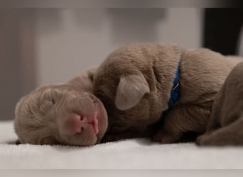 Weimaraner-Mix Welpen aus liebevoller Verpaarung – 12 kleine Wunder suchen ihr Zuhause