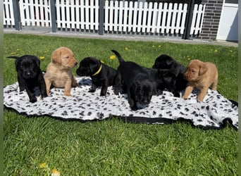 Labrador Welpen in foxred und schwarz aus liebevoller Hobbyzucht