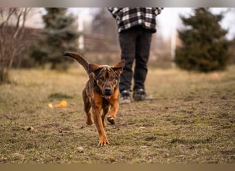 Freddy – Verspielter Entdecker sucht dich