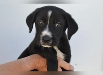Der kleine Oreo braucht ein liebevolles Zuhause