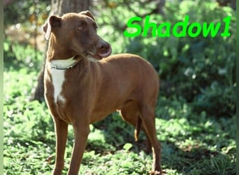Shadow1 10/2021 (ESP) - liebevoller und sozialer Labrador-Podenco-Mix, ein treuer Menschenfreund!