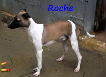 Roche 08/2024 (ESP) - verspielter und menschenbezogener Whippet Welpe!