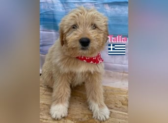 Talia, geb.01/25 - anhängliches Hundemädchen sucht ihre Familie