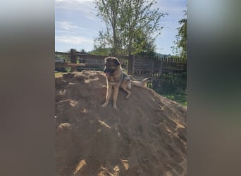 Bob: Überschwänglicher Riese (auf PS in Zwiesel/D)