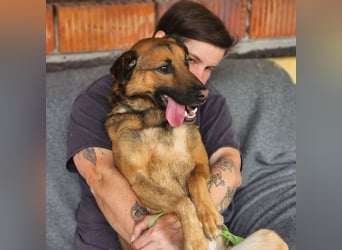 Leo – ein tapferer Kämpfer mit großem Herzen sucht sein Für-immer-Zuhause