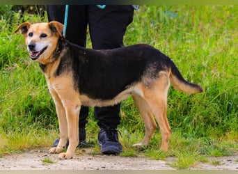 Hazel, Schäferhund-Mix, lieb und sozial
