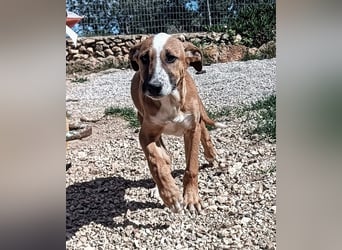quirliger freundlicher ELMO sucht liebevolles Zuhause