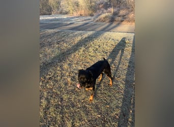Katniss Rottweiler 8 Jahre alt