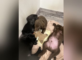 Labrador Mix Welpen