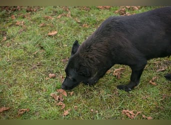 Sonja: Hundemama sucht Zuhause