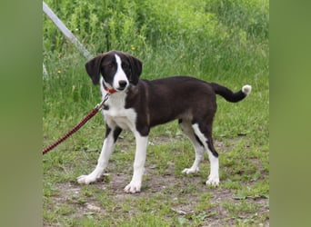 Stella - Familienanschluss gesucht