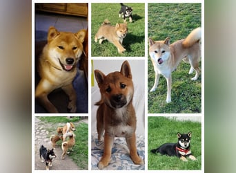 Shiba inu Welpen.   vom Haus Joe   ,Liebhaberzucht