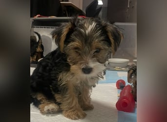 Liebe auf vier Pfoten – Yorkshire Terrier Welpen suchen ihr Für-immer-Zuhause!