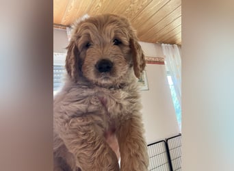 Goldendoodle mini Medium Doodle Abgabe an Pfingsten