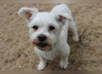 Zeus, Bolonka-Malteser- Mix, geb. 2009, lieber Opi sucht sein letztes Plätzchen