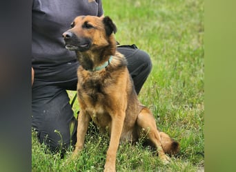 Leo – ein tapferer Kämpfer mit großem Herzen sucht sein Für-immer-Zuhause