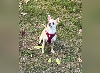 Chihuahua