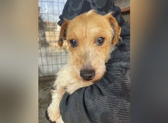 Hatchi LM - Skeptischer Gefährte mit neugierigem Herzen