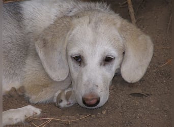 Deutschlandweit Pflegestellen für Hunde gesucht