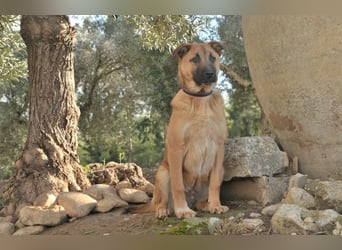 Wollen Sie Pumba kennenlernen?
