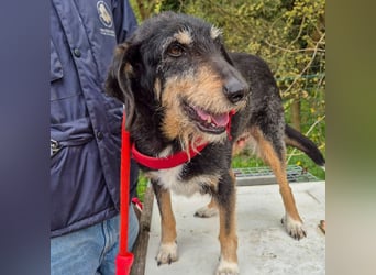 Zoe - ein sanftmütiger Schatz für Menschen mit Zeit und Zuneigung