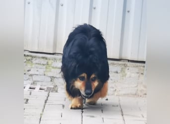 Grumpy, Cavalier King Charles Spanielmischling, geb. 2018, kauziger, kleiner Rüde