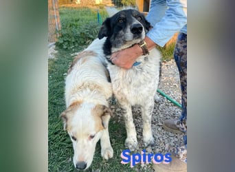 Spiros, 01/23 - freundlich und lernwillig