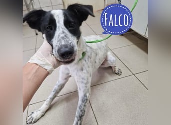 Falco ein super lieber Kerl