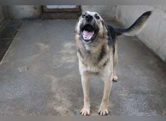 Buddy Schäferhund Mischlingsrüde Mischling Rüde Junghund sucht Zuhause oder Pflegestelle