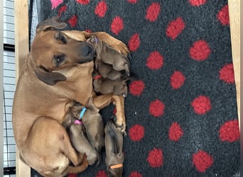 Rhodesien Ridgeback Welpen mit Papieren