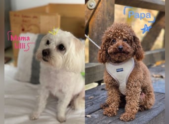 Maltipoo Welpen