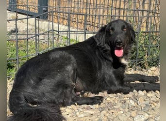 Shari ❤️ süße Schnauze sucht dich!