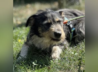 Dexy ein lieber gutmütiger Kerl