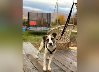 fröhlicher Tierschutzrüde, Freddie, 11kg sucht Zuhause