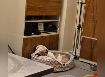 ♥JUPPI♥ auf Pflegestelle in Köln -wunderschöner, aufgeschlossener, unkomplizierter aktiver Rüde 44cm