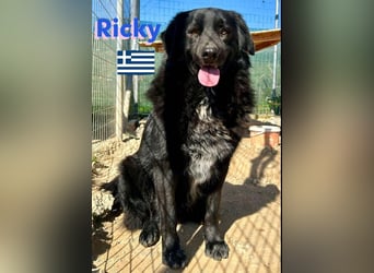 Ricky, geb 01/22 - süßer Schmusebär sucht seine Familie