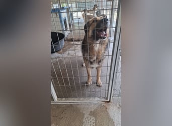 Schäferhund-Mix Loki - Rohdiamant sucht Zuhause